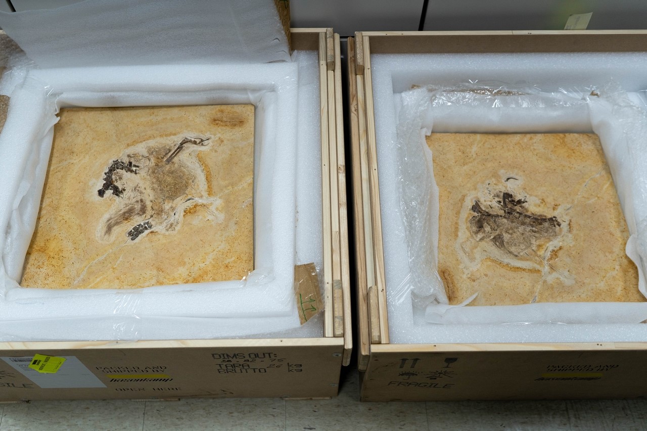 بعد تهريبها إلى بصورة غير قانونية... ألمانيا تعيد آثار ديناصور نادر إلى البرازيل