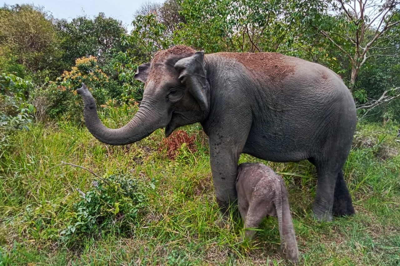 ولادة ثاني فيل سومطري المهدد بالانقراض خلال شهر في إندونيسيا